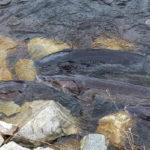 A Comprehensive Guide to Sturgeon Spawning