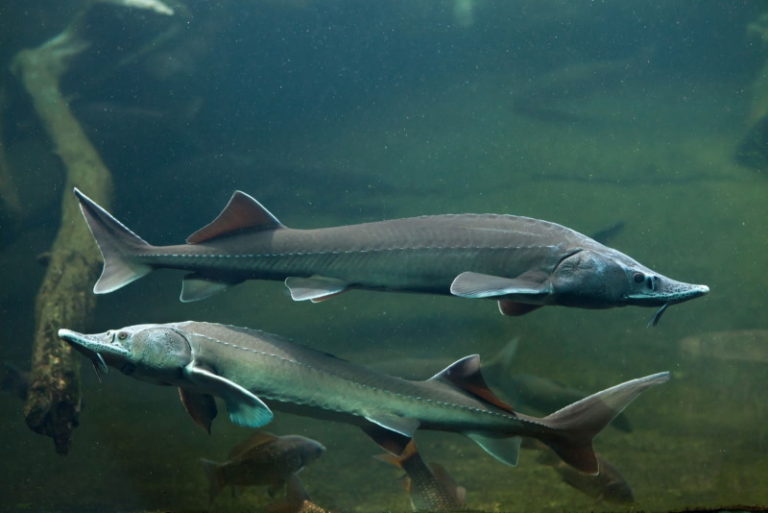 Sturgeon: What Do They Look Like? - fishing weekend warrior