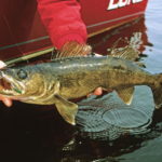 Is Walleye Good To Eat
