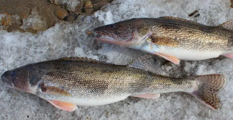 walleye-what-do-they-look-like-fishing-weekend-warrior