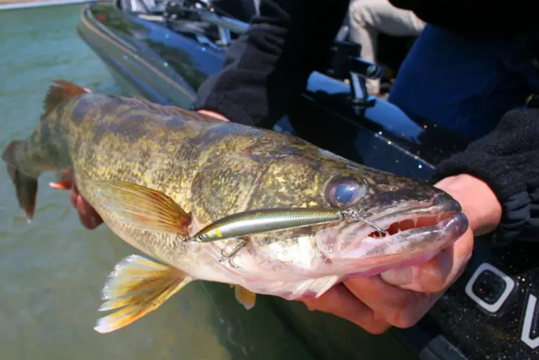 What Do Walleye Look Like On A Fish Finder