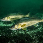 A Comprehensive Guide to Walleye Spawning