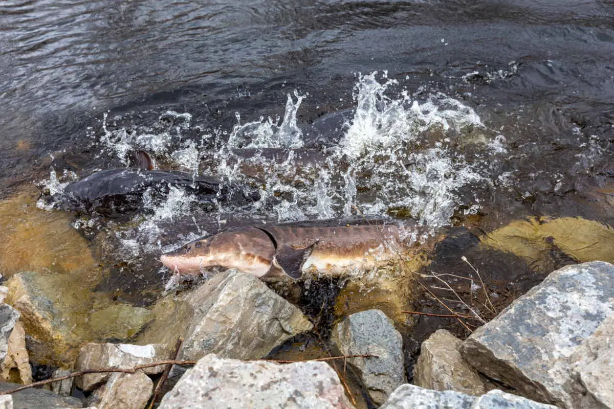 How Long Does Sturgeon Spawning Last