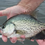 What does a Crappie look like