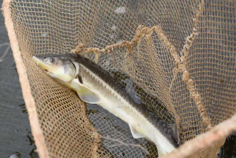 7 Best Ways To Cook Sturgeon Recipes You Will Love fishing weekend