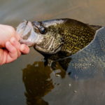 A Comprehensive Guide to Crappie Spawning