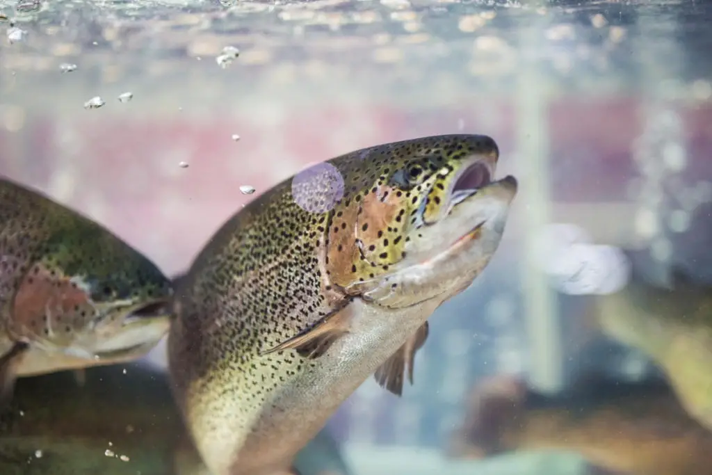 A Comprehensive Guide to Rainbow Trout Spawning