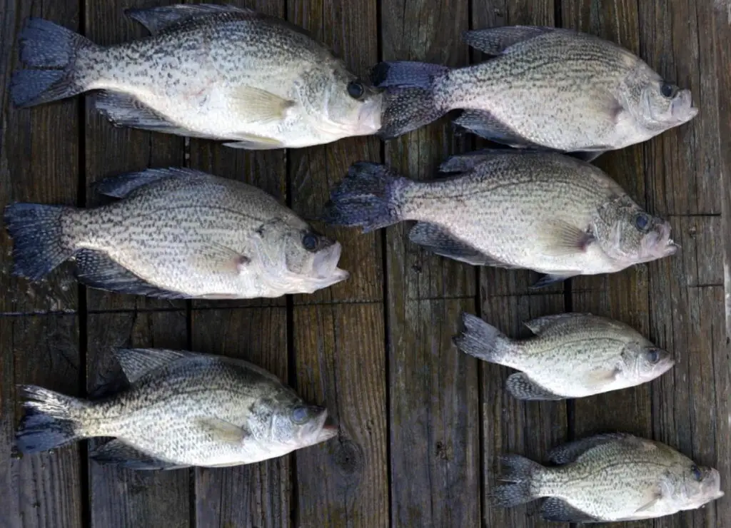 How Big Do Crappies Get? All You Need To Know Crappie Size Archives
