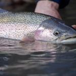 Rainbow Trout: What Do They Look Like?