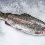 How Big Can Rainbow Trout Get_ All You Need To Know Rainbow Trout Size
