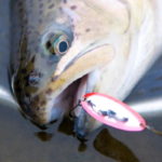 How to catch rainbow trout in a stream with a spoon