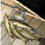 Can You Use a Trout Rod for Walleye