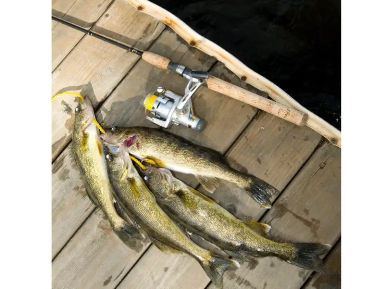 What Size Walleye Should You Keep? fishing weekend warrior