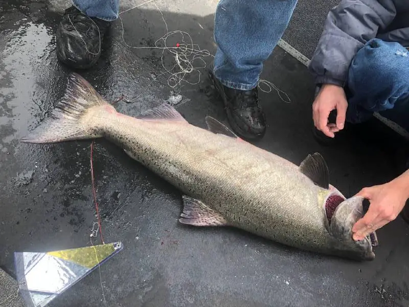 Tule Salmon on the floor of the boat