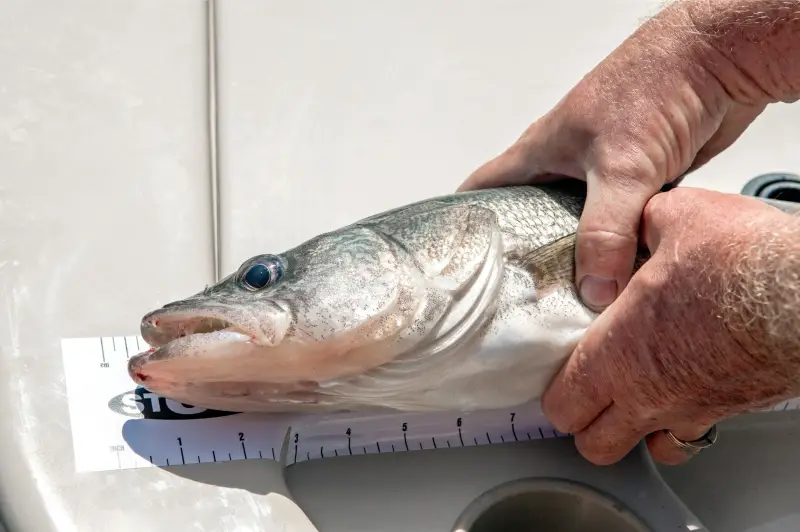 What Size Walleye Should You Keep