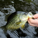 tips for crappie fishing