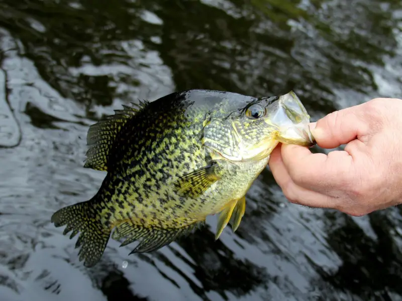 tips for crappie fishing