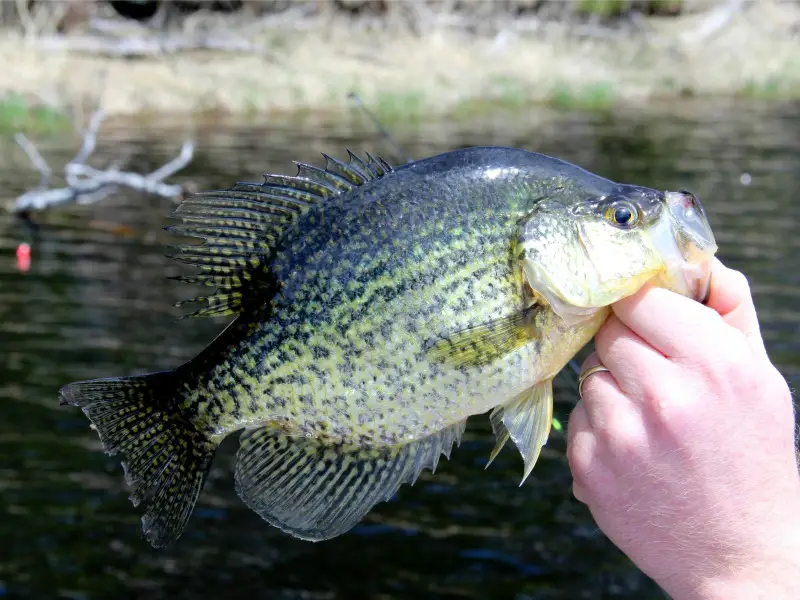 What Scents Attract Crappie