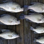 What Size Crappie Should You Keep?