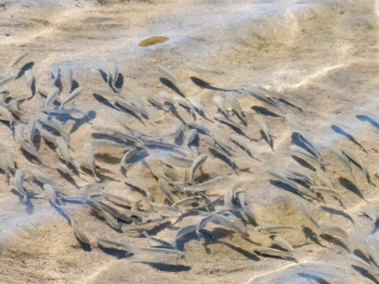 How Big Do Crappies Get? All You Need To Know Crappie Size fishing