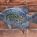 What Size Crappie To Mount