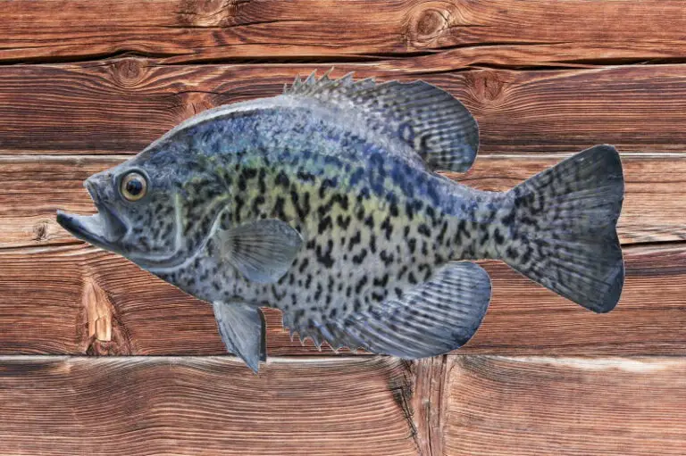 How Big Do Crappies Get? All You Need To Know Crappie Size fishing