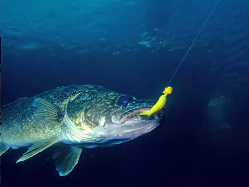 A walleye hooked on a yellow curly tailed jig