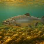 10 Essential Facts About Chinook Salmon Biology